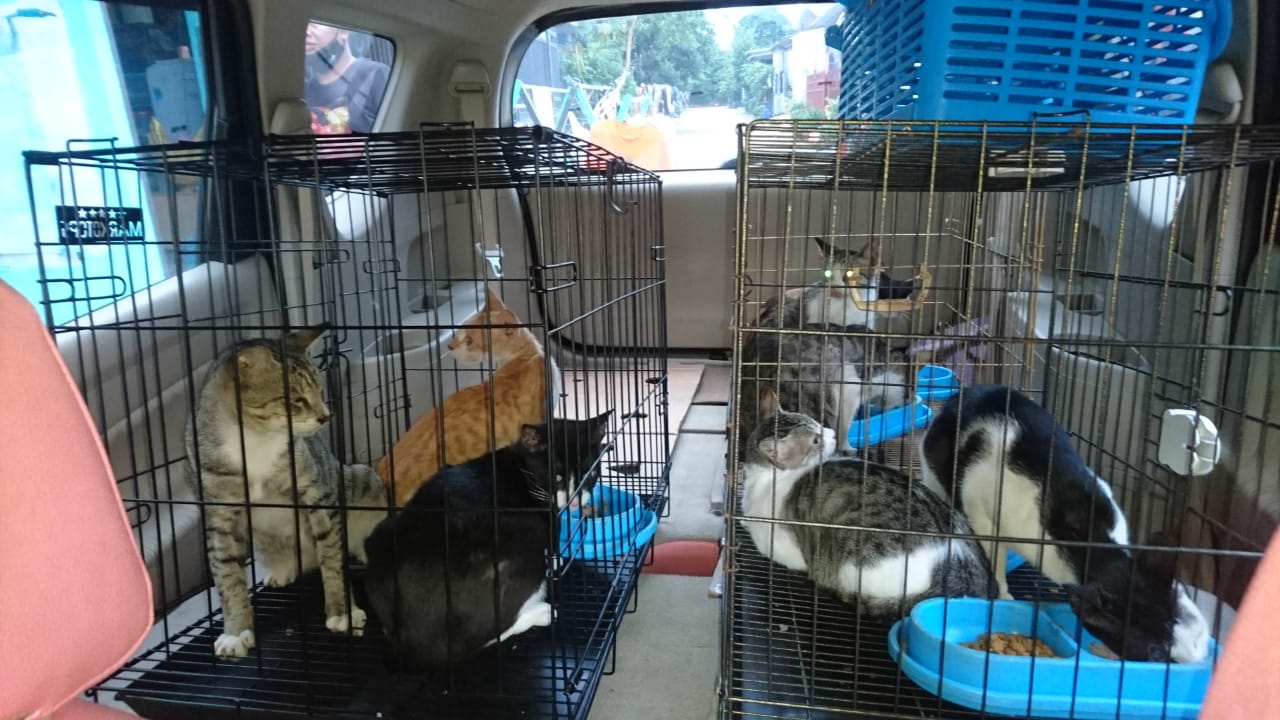 Pet Taxi Sobat Satwa